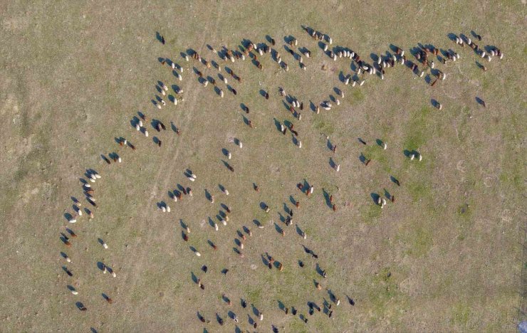 Muş’ta kar yağmayınca yem giderleri azaldı