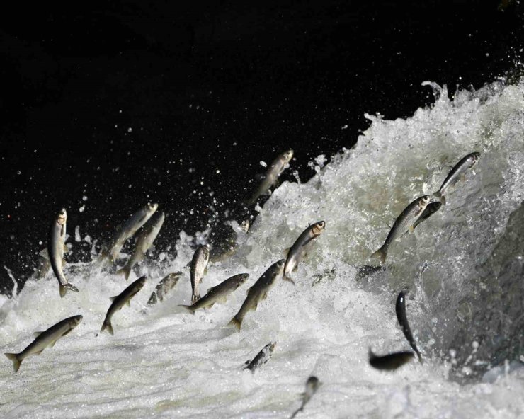 Prof. Dr. Alaeddinoğlu: "İnci kefalinin nesli ciddi tehdit altında"