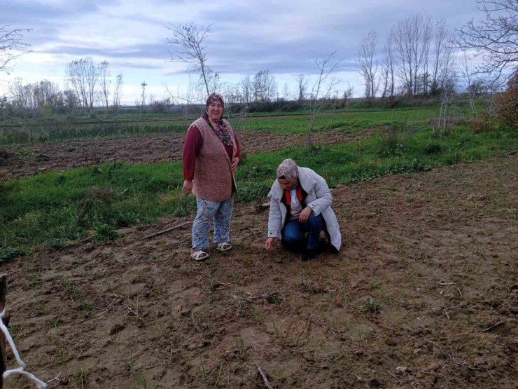 Babaeski’de sera ve sarımsak üretim alanlarında üretim şartları kontrol edildi