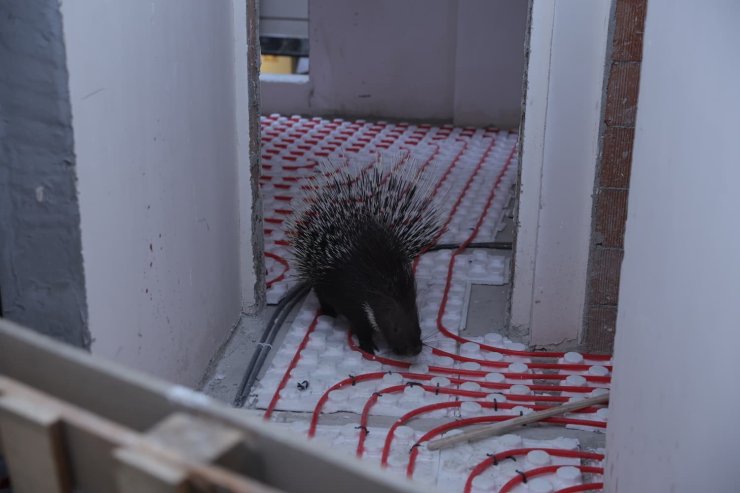 İncirliova’da ekiplerin dikkati nesli tehlikedeki oklu kirpiyi kurtardı