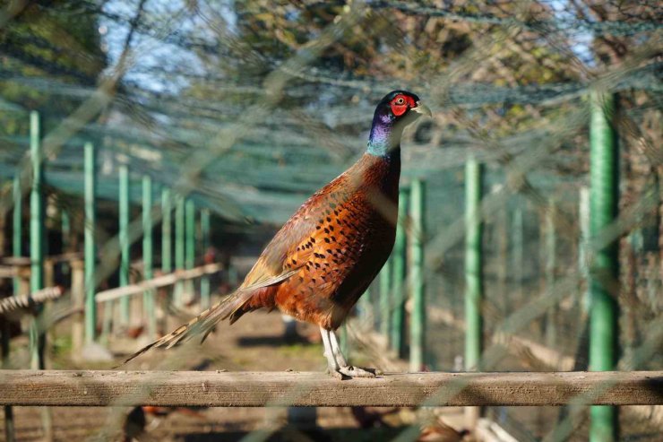 Kahverengi kokarca savaşçıları: 2025’te 3 bin sülün doğaya salındı