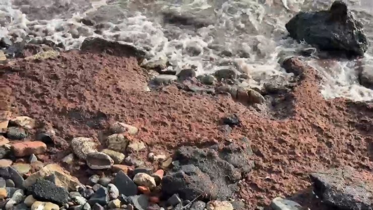 Tekirdağ’da poyraz kızıl yosun sürükledi