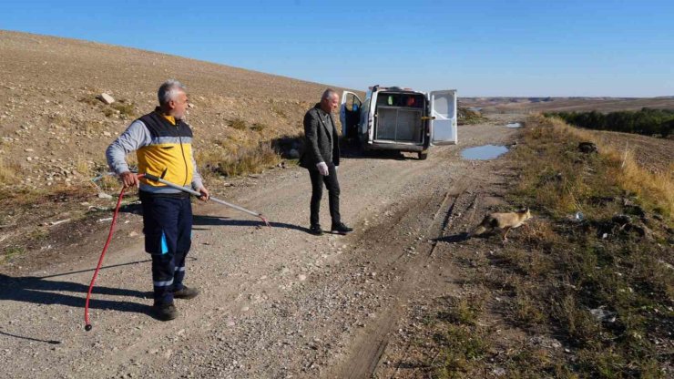 Yaralı tilki tedavisinin ardından doğaya geri bırakıldı