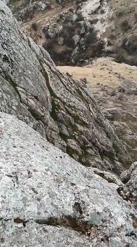 Elazığ’da dağ keçileri sürü halinde görüldü