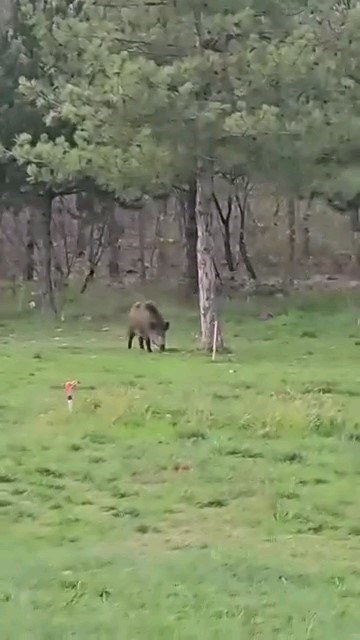 Yaban domuzu da üniversiteli oldu