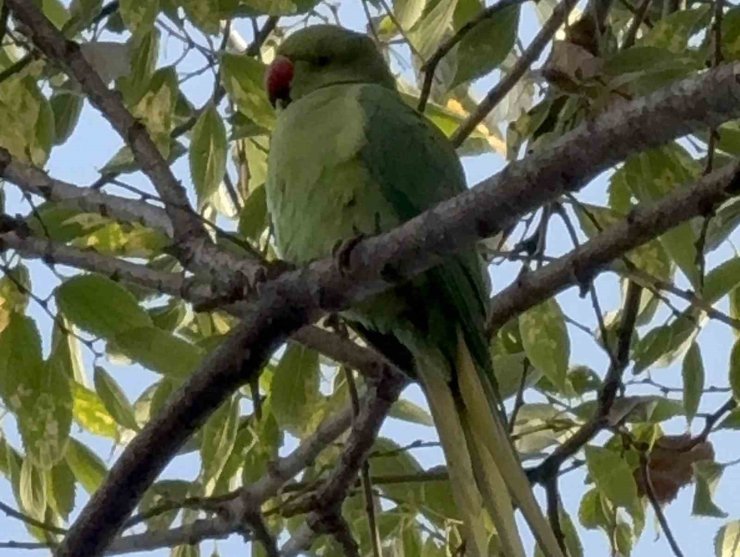 Pakistan papağanları adliye bahçesini mesken tuttu