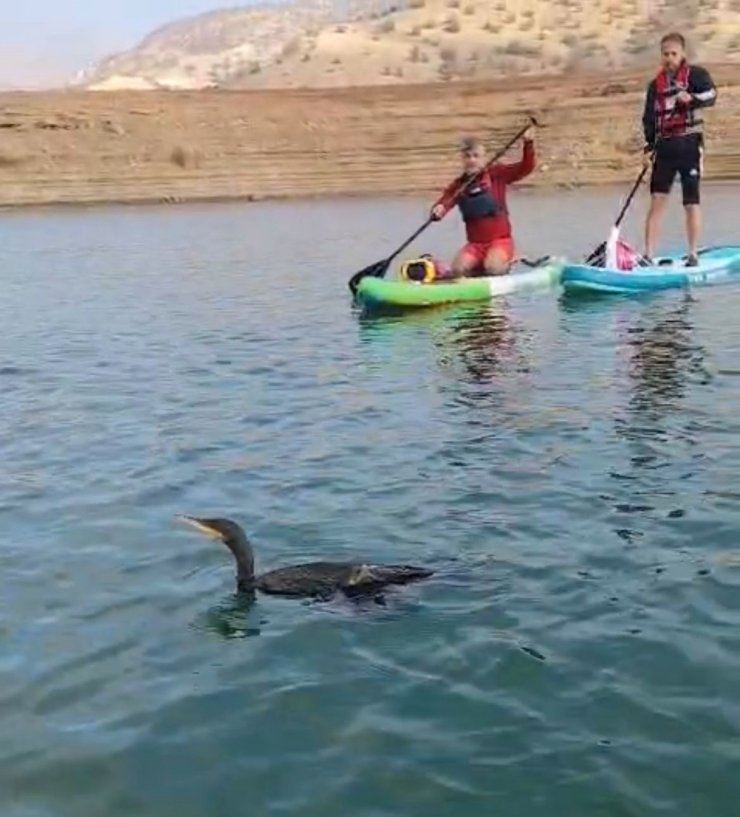 Botan Vadisi’nde yaralı bulunan karabatağı kurtarma çabası yetersiz kaldı