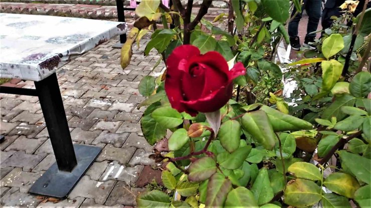 Yozgat’ta yalancı bahar: Aralık ayında güller ve diğer çiçekler açtı