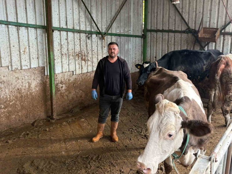 Şap hastalığına bir hayvanını daha verdi