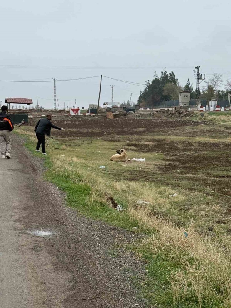 Diyarbakır’da sokak hayvanlarına kuduz aşısı uygulandı