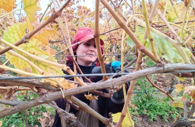 Budama maliyeti üreticiyi ailece bağa indirdi