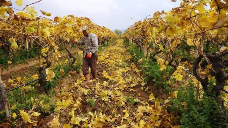 Kartpostallık görüntüler eşliğinde Sarıgöl’de budama çalışmaları sürüyor