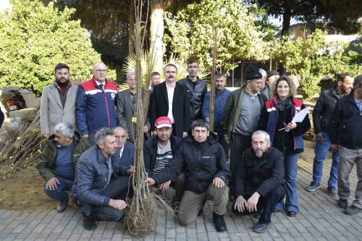 Sultanhisar’da üreticiye kestane ve incir fidesi dağıtıldı