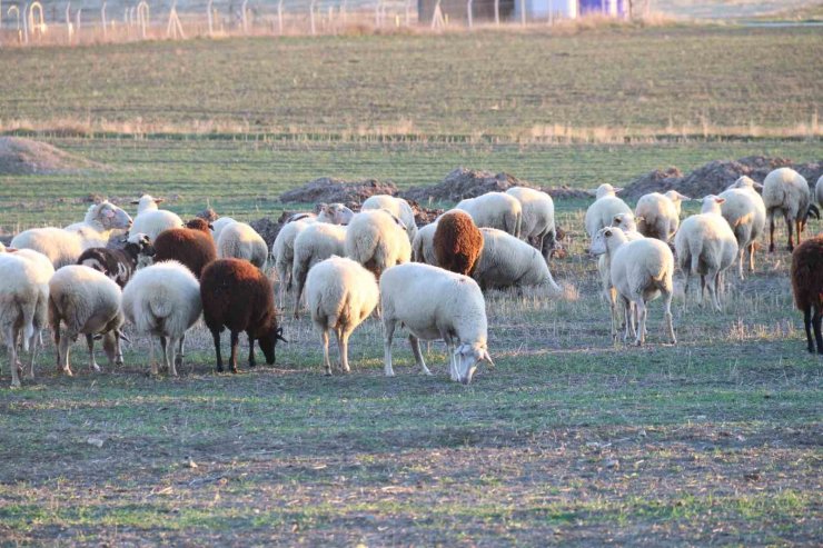 Koyunlar bu kışı kırda otlayarak geçiriyor