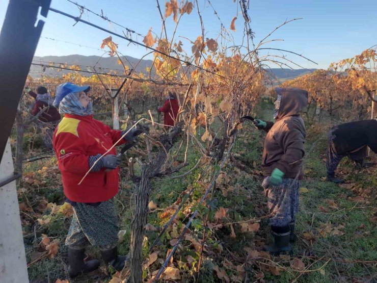 Üzüm bağlarında kadın istihdamı artıyor