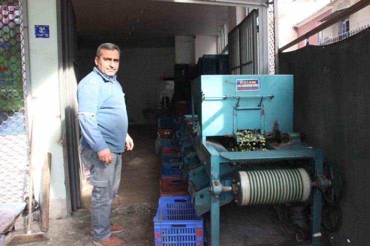 Hasat edilen zeytinler boyuna göre ayrılıyor, fiyatı kaliteyle şekilleniyor