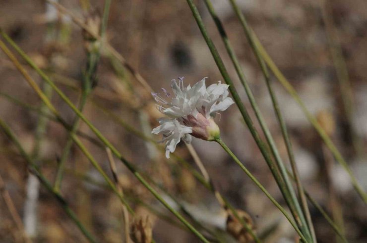"Çameli pelemiri" bitki literatürüne kazandırıldı