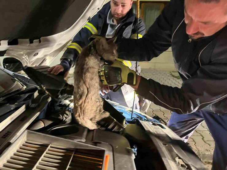 Erzincan’da aracın motor bölmesine sıkışan kediyi itfaiye ekipleri kurtardı