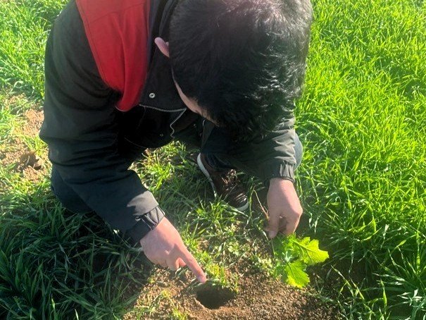 Kofçaz’da tarla faresine karşı etkin mücadele: Tarım arazilerinde fare tehdidi