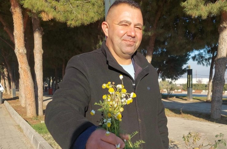 Sarıgöl’de zemheri papatyaları açtı