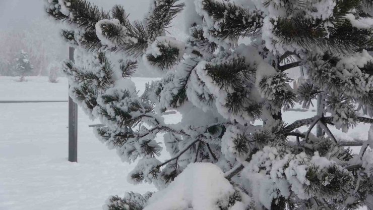 Ardahan’da dondurucu soğuklar etkisini artırdı: Ağaçlar kırağı tuttu