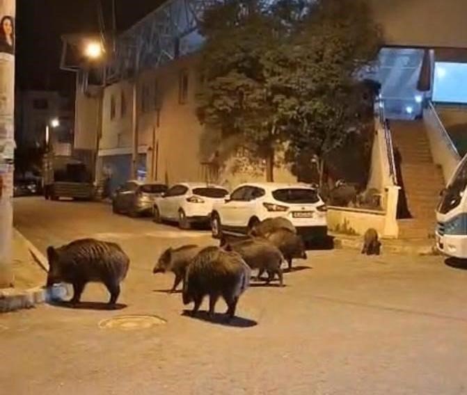 İzmir, sokaklarında domuz sürüleri ile doğal yaşam parkına döndü