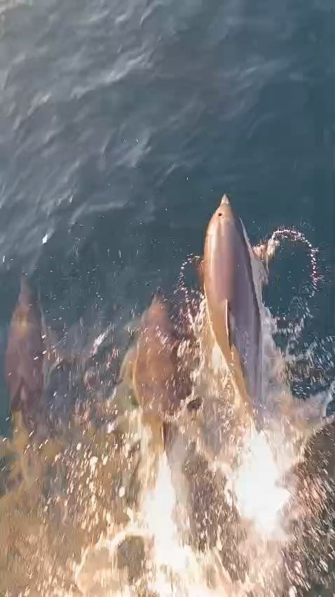 Yunuslar tekneyle yarıştı: Kıyıköy açıklarında kartpostallık anlar