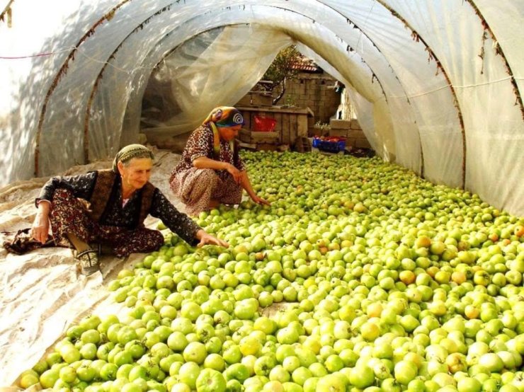 Kırağı vurdu, gök domates seraya taşındı