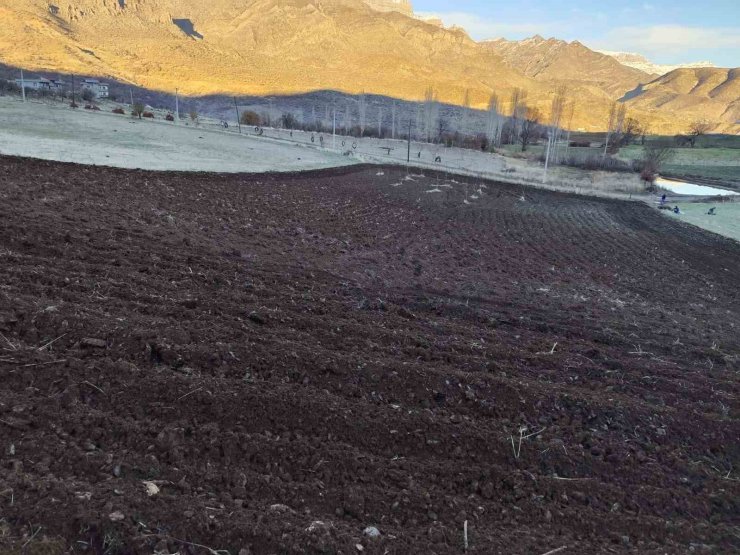 Arpalar kar yağmadan toprakla buluşuyor