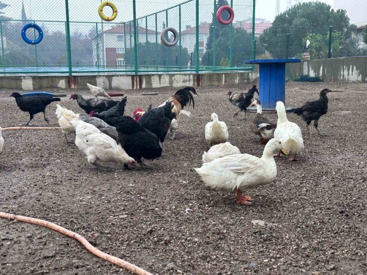 Buldan Gençlik Merkezinde mini hayvanat bahçesi kuruldu