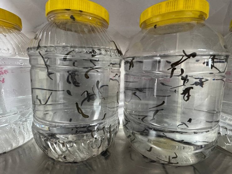 Eğirdir’de yılda 20 bin tıbbi sülük kontrollü ortamda üretiliyor