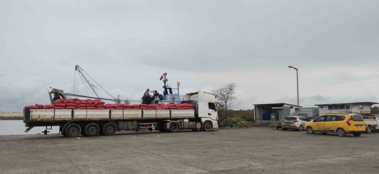 Karadeniz’den çıkartılan beyaz kum midyesine sıkı denetim