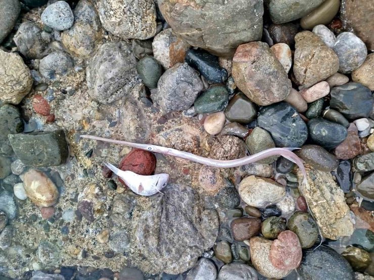 Datça’da sahilde görülen balık ölümlerinde tehlikeli bir bulguya rastlanmadı