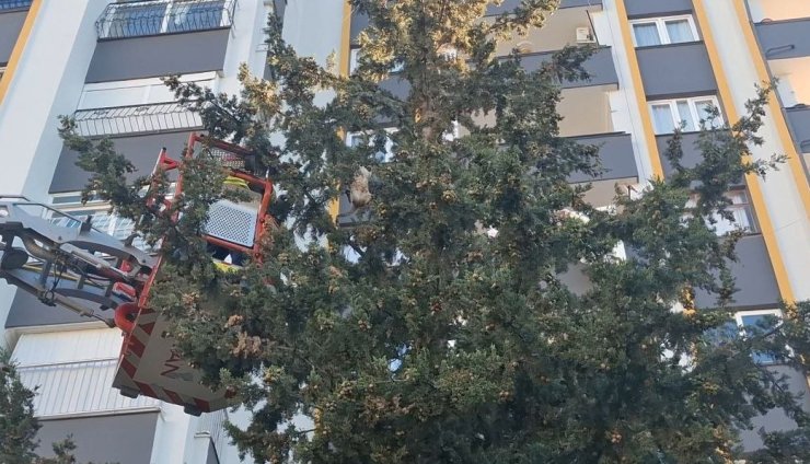 Köpekten kaçan kedi 3 gün ağaçta mahsur kaldı