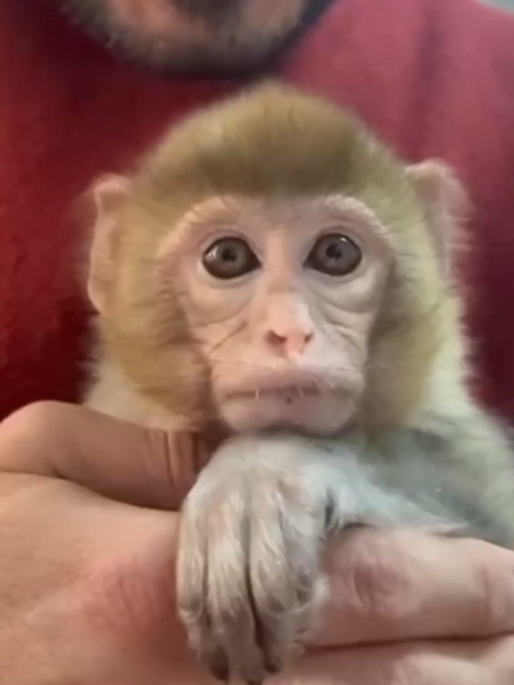 Elazığ’da yakalanan maymun koruma altına alındı