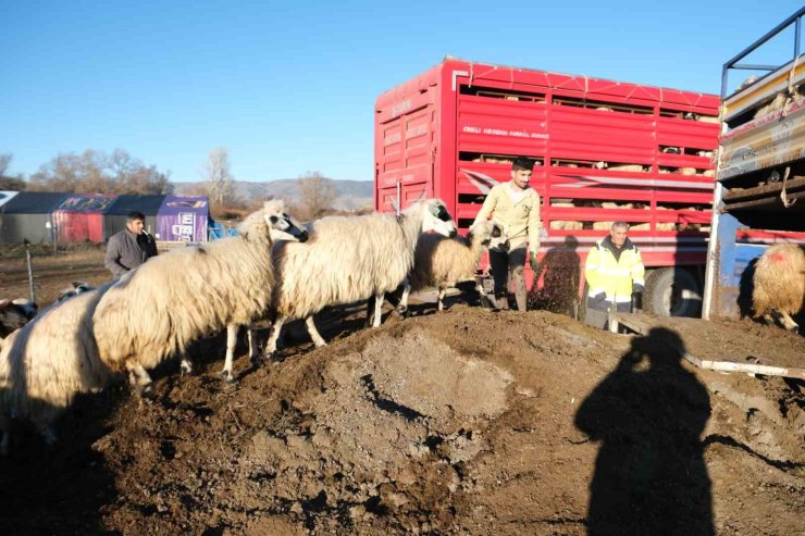 Erzincan’da soğuk hava nedeniyle sürüler yayladan indirildi