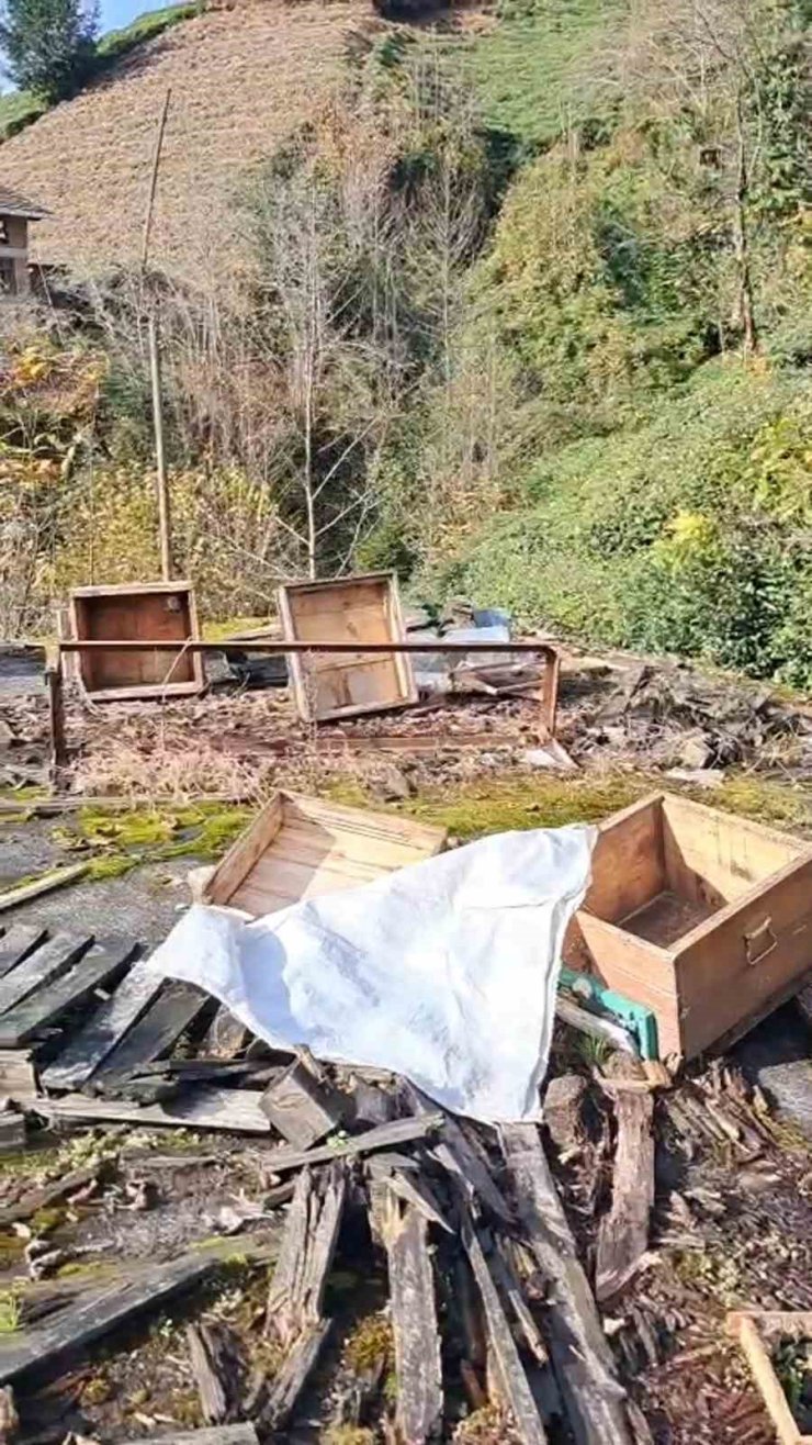 Rize’de ayının kovanlarına saldırdığı üretici isyan etti: "Ben şimdi ne edeyim"