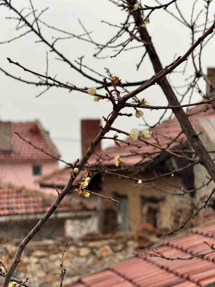 Eskişehir’de kayısı ağacı Aralık ayında çiçek açtı