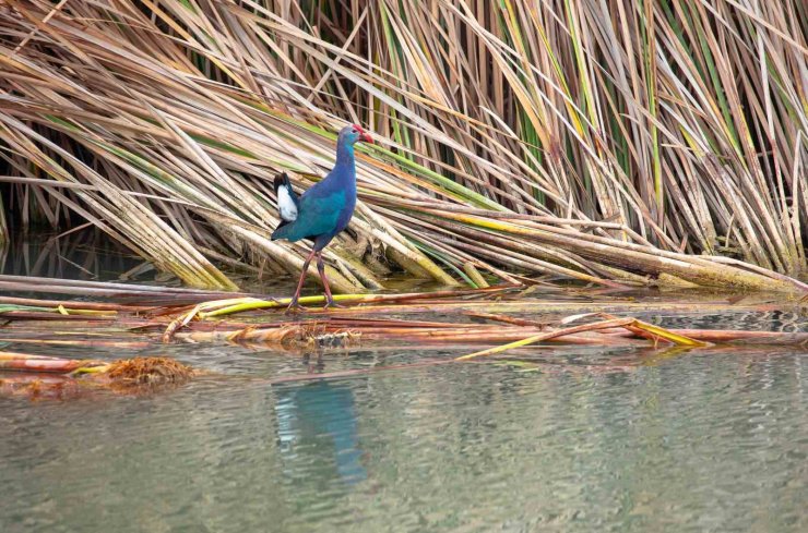 Nesli tehlikedeki ’saz horozu’ Göksu Deltası’nda görüntülendi