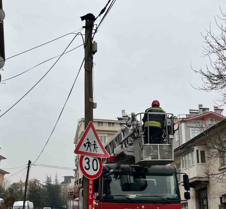 Beyşehir’de itfaiye merdiveni bu kez direğin tepesindeki kedi için uzatıldı