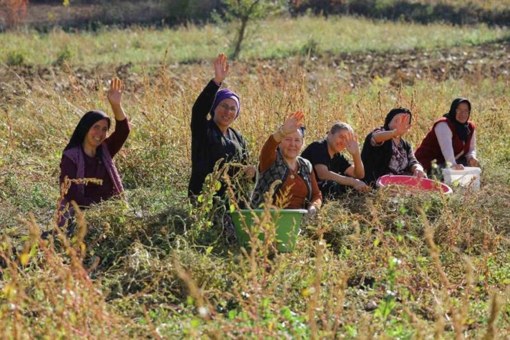 Samsun’da bitkisel ve hayvansal üretim destekleniyor