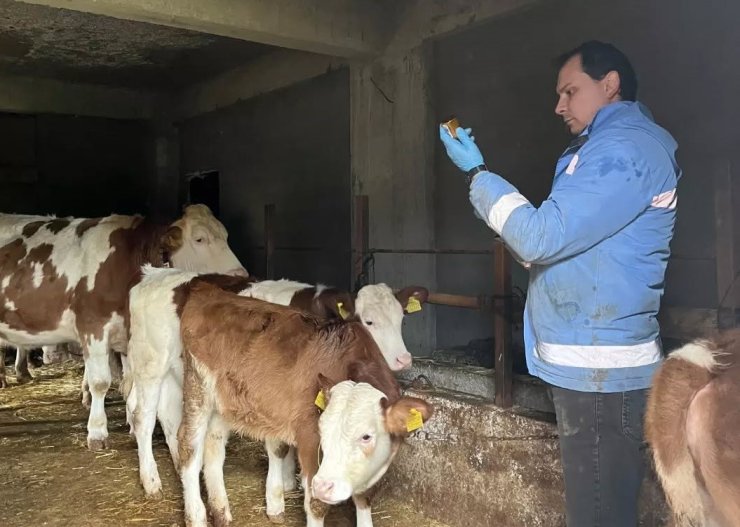 Yığılca’da hayvan sağlığı çalışmaları sürüyor