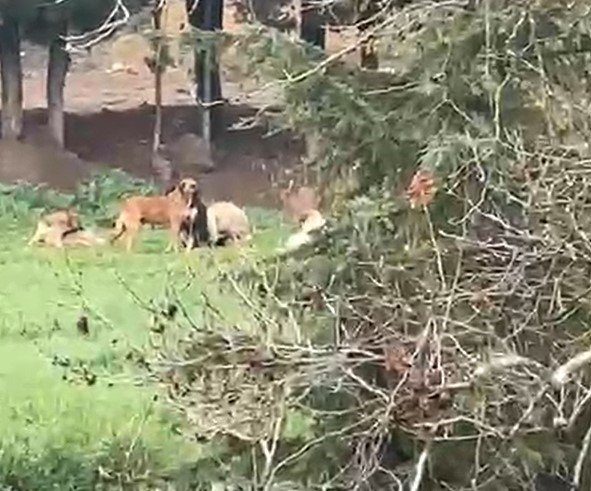 Derince’de başıboş köpek tepkisi: "30’a yakın köpek bir arada dolaşıyor"