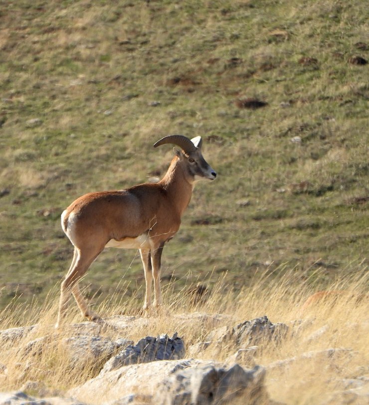 Anadolu Yaban Koyunu’nun üretimi devam ediyor