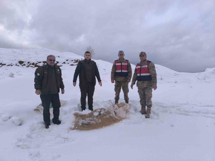 Siirt’te yaban hayvanlarına 750 kilo besi yemi bırakıldı
