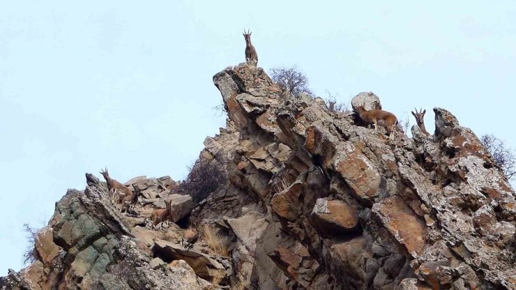 Erzurum’da yaban hayatı fotokapanlara takıldı