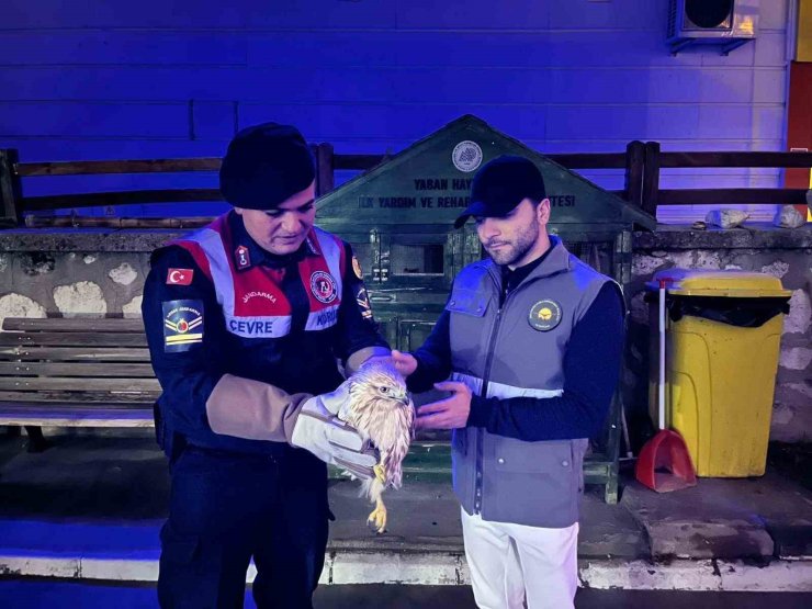 Karaman’da kızıl şahin koruma altına alındı