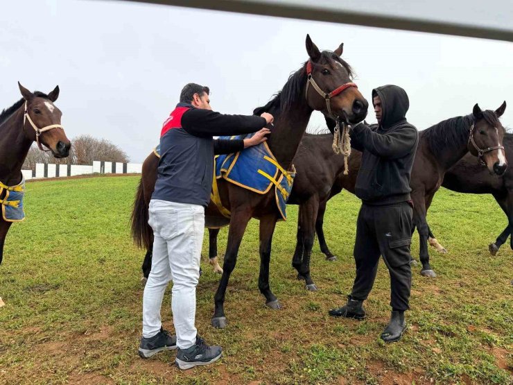 Kırklareli’nde safkan atlar aşılandı