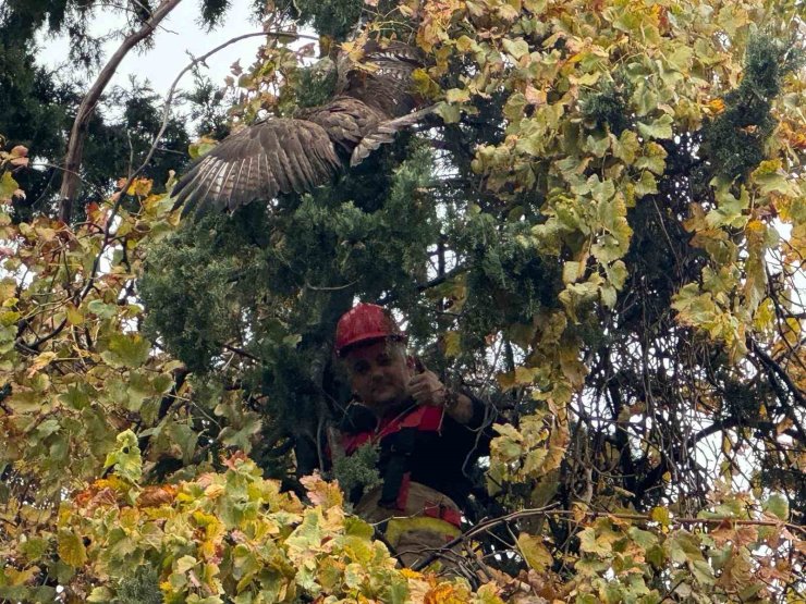 Ağaçta mahsur kalan şahini itfaiye kurtardı