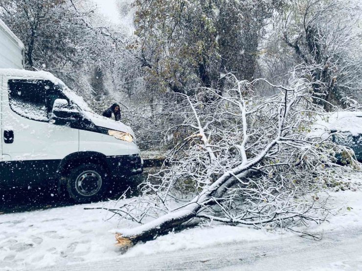 Birecik’te karın ağırlığına dayanamayan ağaç dalları araçların üzerine devrildi